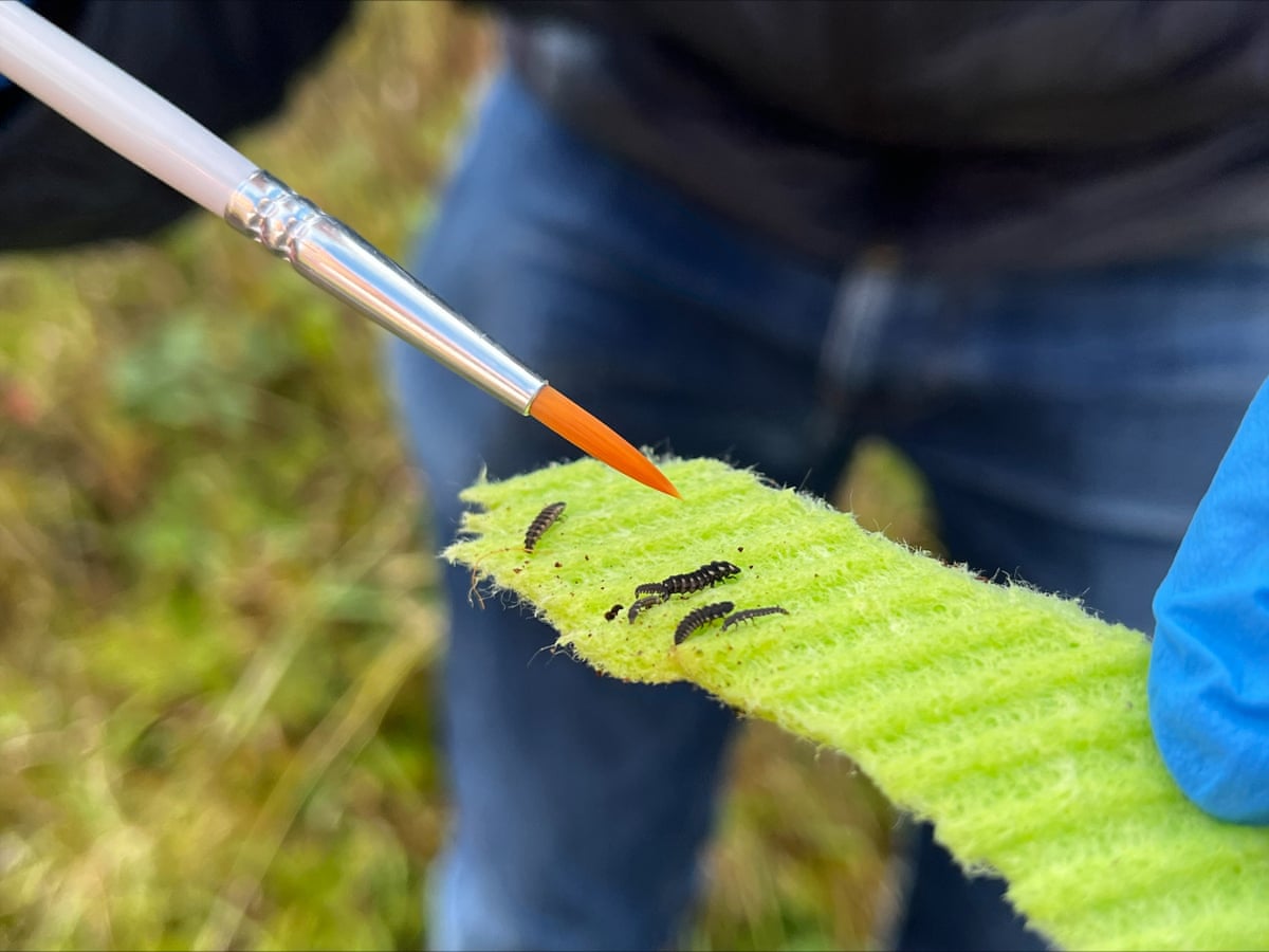 Closeup of larvae on a green piece of material held by Cooper