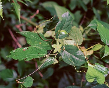 Photograph of a green foilage in Grenada by film-maker and artist Steve McQueen
