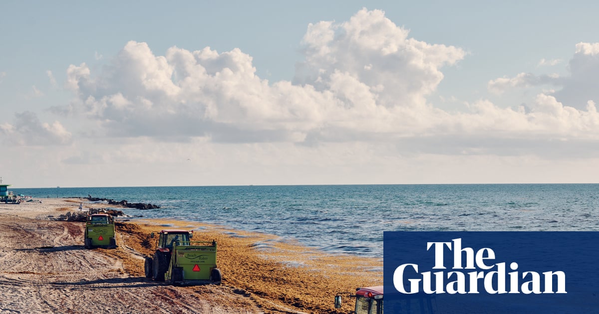 ‘A new normal’: Miami faces worsening seaweed problem as piles of algae wash up on beaches