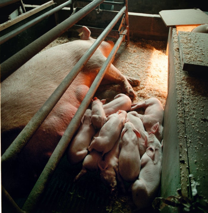 Animals farmed: Dutch reach 'peak pig', plea to reprieve sheep and VR for  cows | Environment | The Guardian