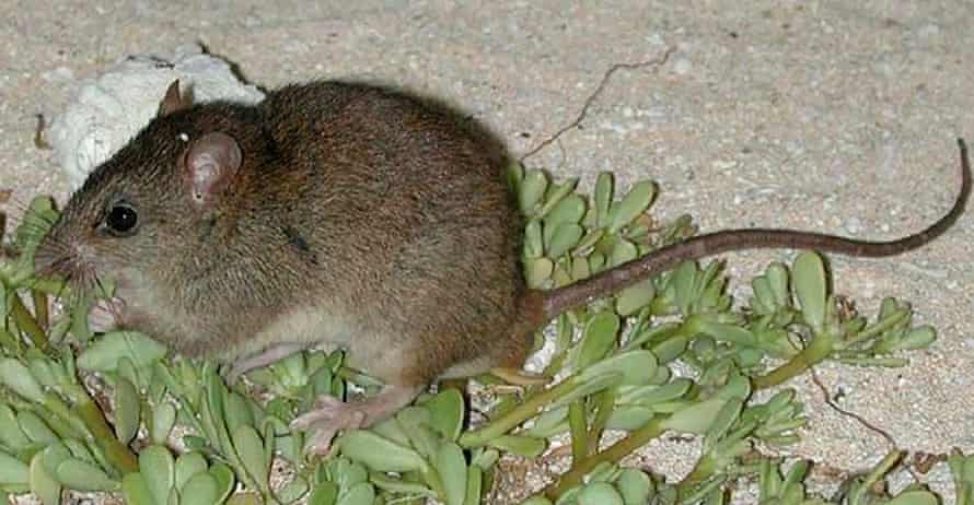 “It could have been saved. That’s the most important part,” says Prof Woinarski of the Bramble cay melomys which was declared extinct in 2016 due to climate change.