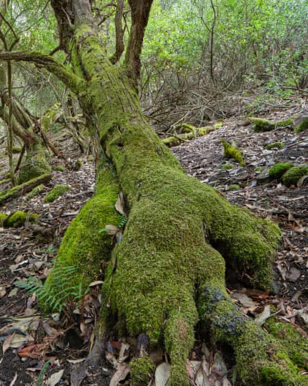 Tree covered in moss