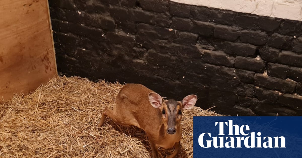 Doe d’oh! Wild deer rescued after escalator escapade in Norwich M&S