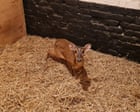 Doe d’oh! Wild deer rescued after escalator escapade in Norwich M&S