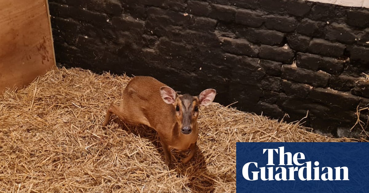 ‘There’s a deer trapped in an escalator’: muntjac rescued from Norwich M&S