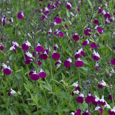 Salvia amethyst lips