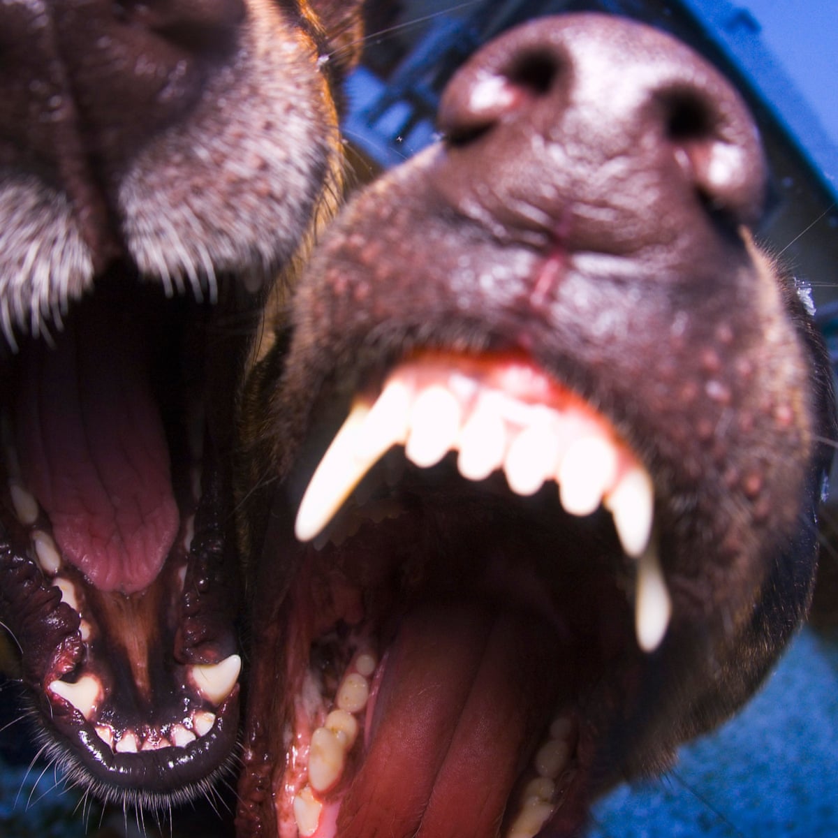 Do Dogs Prevent Burglaries