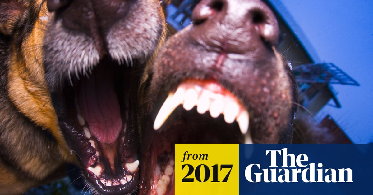 Former Burglars Say Barking Dogs And Cctv Are Best Deterrent Insurance Industry The Guardian