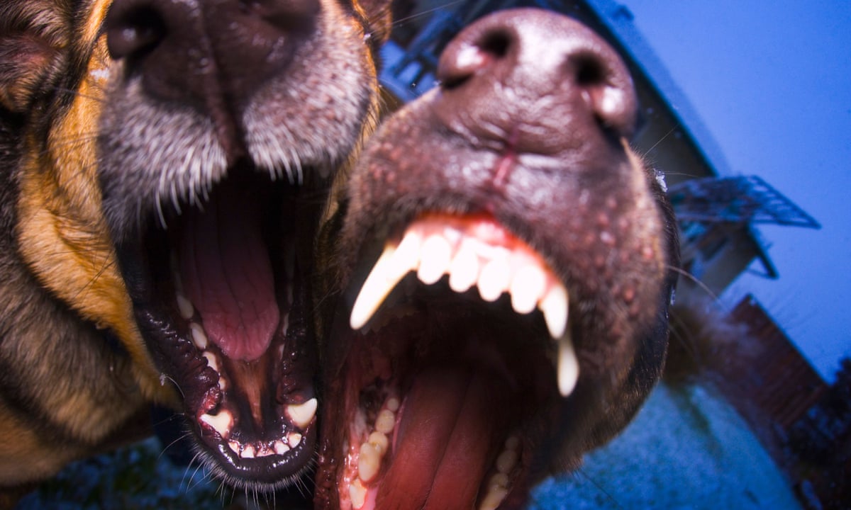 Former Burglars Say Barking Dogs And Cctv Are Best Deterrent Business The Guardian
