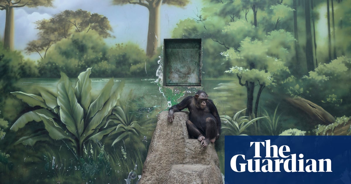 Apes, toilets, conflicts and cowboys: Sony World Photography awards in pictures