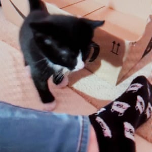 One of the kittens