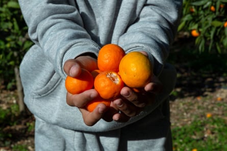 A boy’s hands holding a few mandarins
