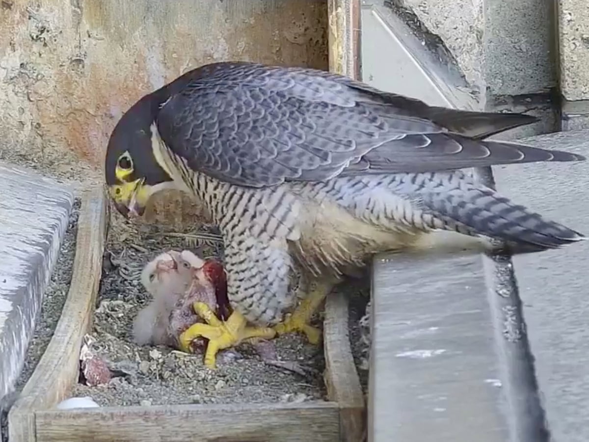Peregrine Falcon Chicks Hatch In Melbourne As Facebook Fans