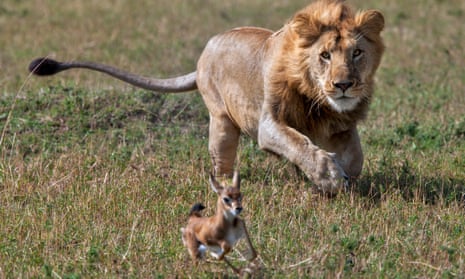 A lion in the Masai Mara game reserve in Kenya chasing a Thomson’s Gazelle fawn.