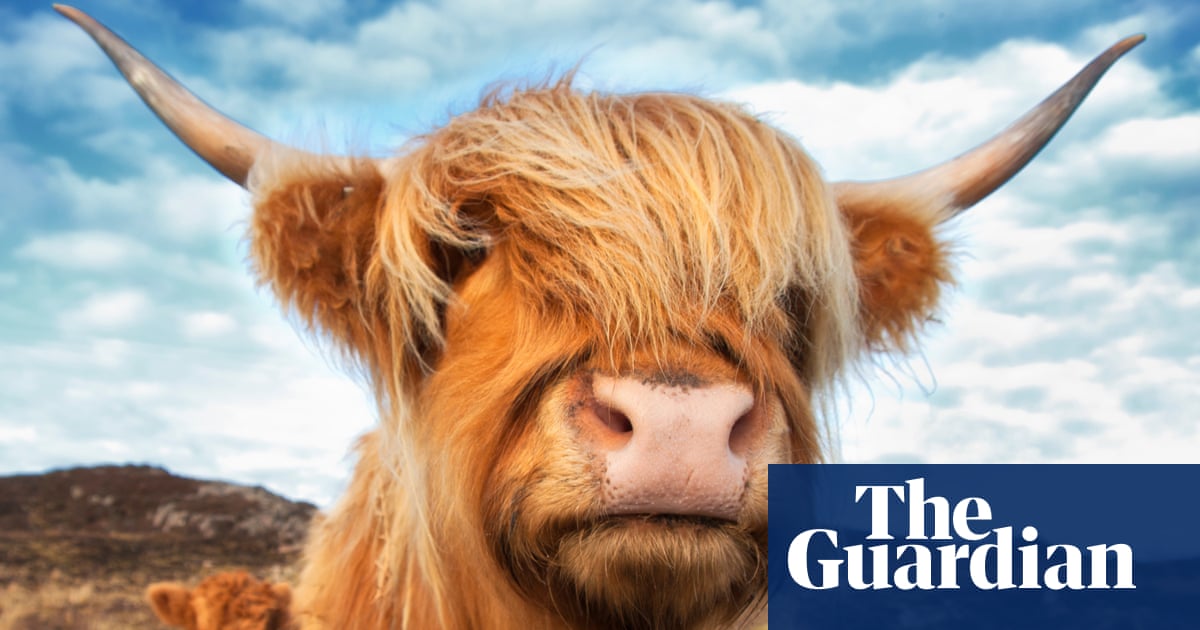 Highland cows – how these unlikely social media stars were forced into hiding