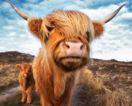 Highland cows – how these unlikely social media stars were forced into hiding
