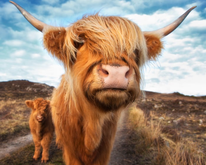 Highland cows – how these unlikely social media stars were forced into hiding