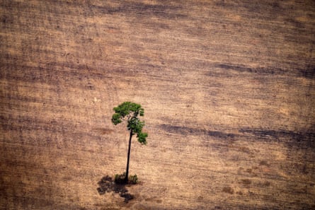 A lone tree stands in a deforested area of the Amazon rainforest.