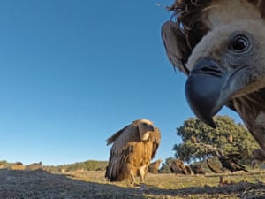 A griffon vulture peers into a hidden camera lens close to a carcass being feasted on by vultures in the San Pedro Sierra in Extremadura, Spain