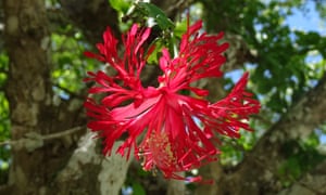 ‘A orquídea mais feia do mundo’ entre as novas descobertas de plantas de 2020