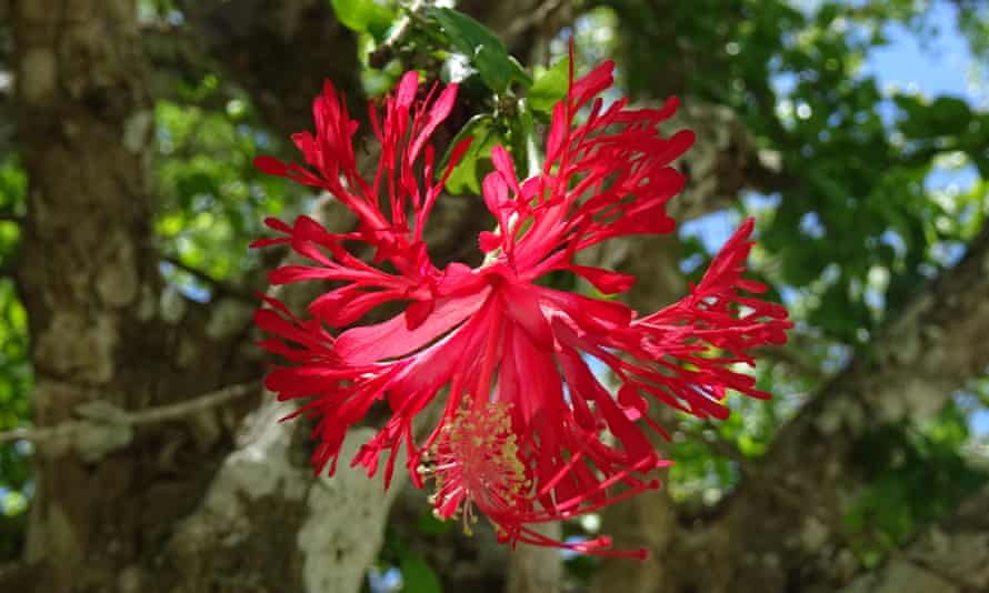 The spectacular Hibiscus hareyae, another of 2020's discoveries.