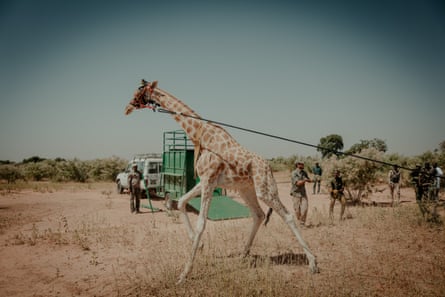 A west African giraffe is captured by giraffe experts