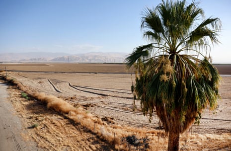 A palm tree stands amid the dry agricultural fields of Bakersfield, California.