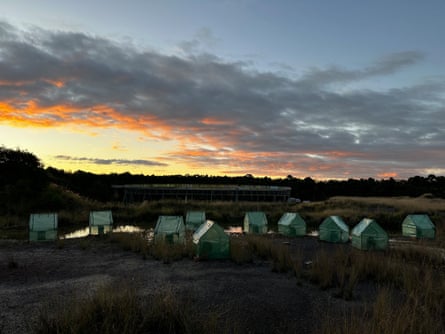 Several greenhouses containing the ‘frog saunas’ positioned next to a pond at dawn