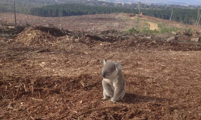 Australia S East Coast Named As Deforestation Front In Wwf Living Planet Report Deforestation The Guardian Australia S East Coast Named As Deforestation Front In Wwf Living Planet Report Deforestation The Guardian