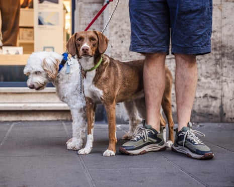 Two dogs on leashes standing next to their owner in Rome, Italy.