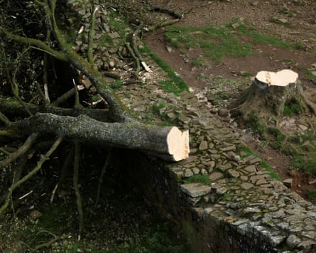 The Sycamore Gap tree after it was felled.