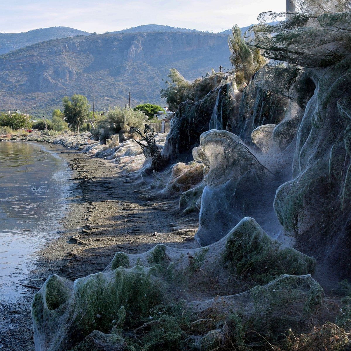 Giant spiders' web covers Greek beach, Greece