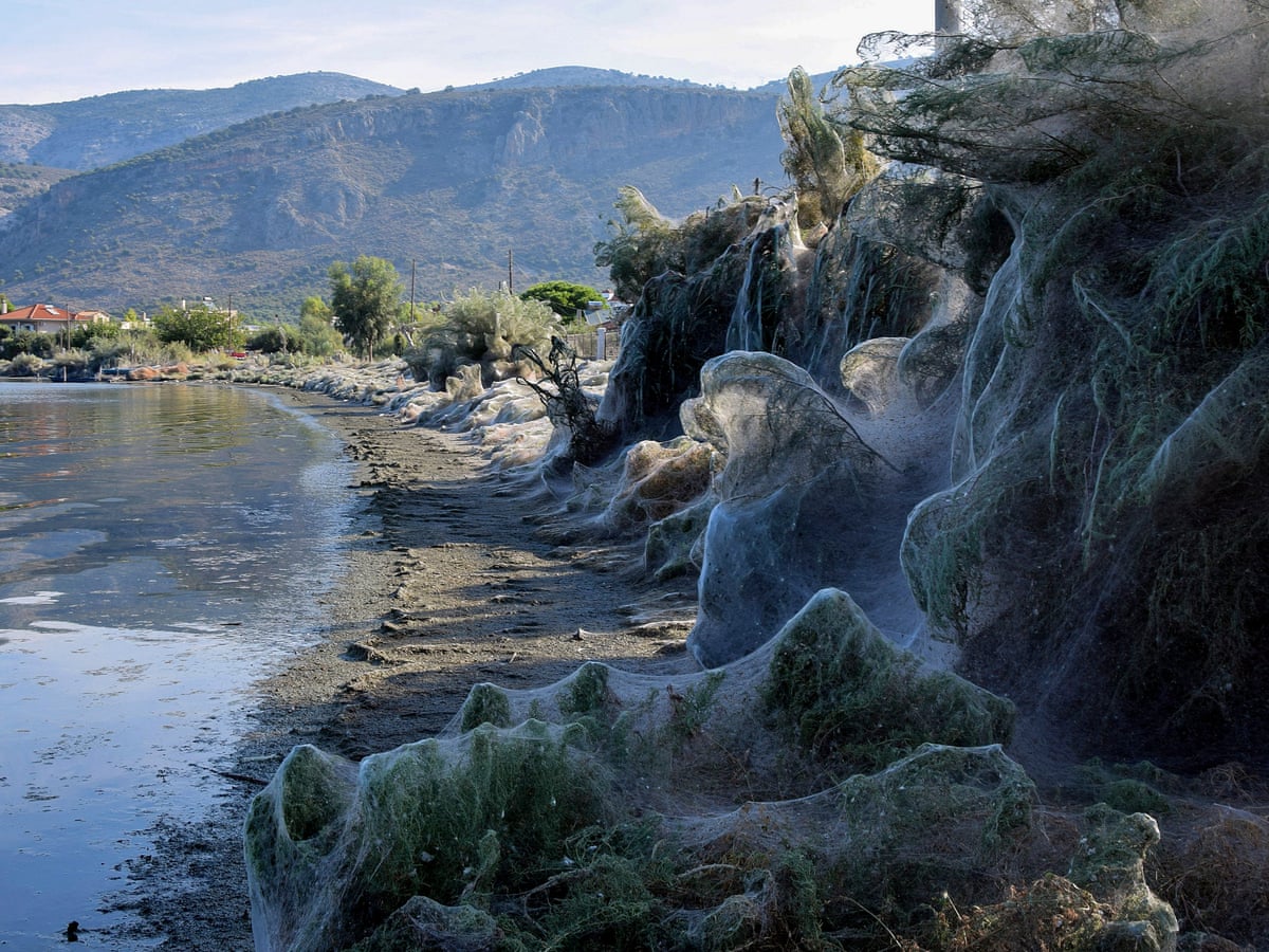 Giant Spiders Web Covers Greek Beach Greece The Guardian