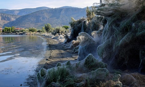 The huge cobweb covering the beach along the coast of Aitoliko in Greece.