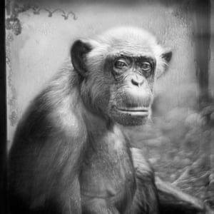 Lulu, chimpanzee, Zoo HeidelbergA 43 year old chimpanzee poses for her portrait with dignity