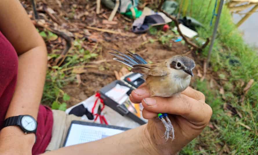 A purple-crowned fairy wren with a researcher at Mornington Wildlife Sanctuary