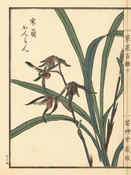 Orchids Are Woven Through Chinese Culture What Happens If They Vanish Plants The Guardian