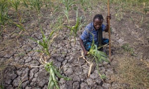 A farmer shows his failed crops on his parched farm in Megenta area of Afar, Ethiopia.