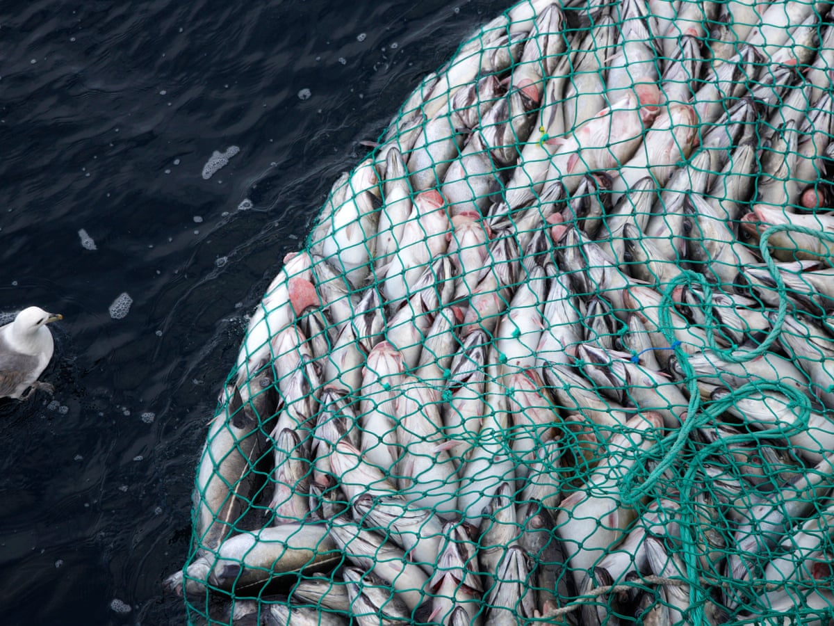 Fishing Nets Full Of Fish