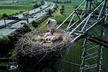 A stork mother guards her chicks from passing traffic on the outskirts of Frankfurt, Germany