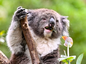 Um coala em um centro de reabilitação no parque nacional Namadgi em Canberra, Austrália