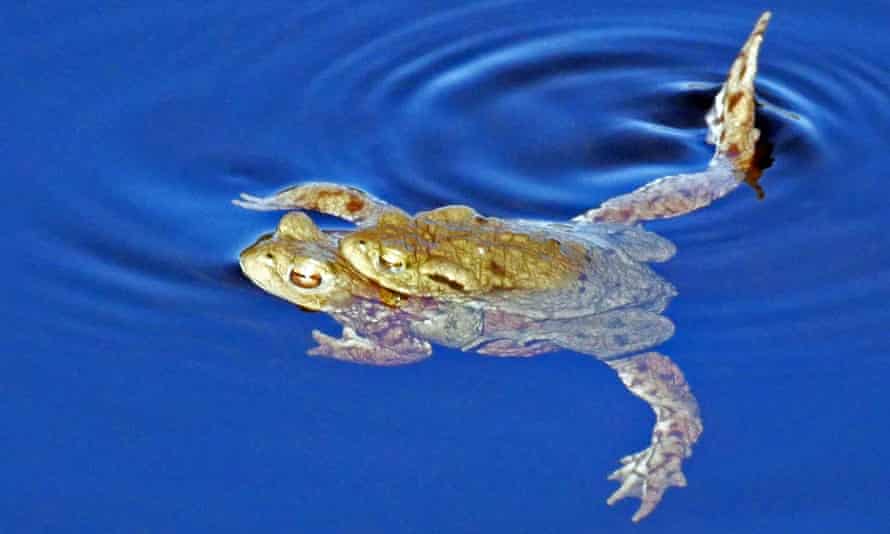 Toads in amplexus, with the male gripping his mate.
