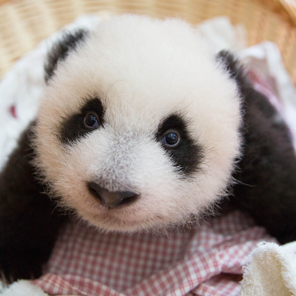 Panda Babies Review Bamboozled By Tummy Tickling Toilet Training And A Two Day Sex Window Television The Guardian Panda Babies Review Bamboozled By Tummy Tickling Toilet Training And A Two Day Sex Window Television The Guardian
