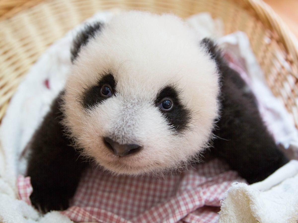 Panda Babies Review Bamboozled By Tummy Tickling Toilet Training And A Two Day Sex Window Television The Guardian Panda Babies Review Bamboozled By Tummy Tickling Toilet Training And A Two Day Sex Window Television The Guardian