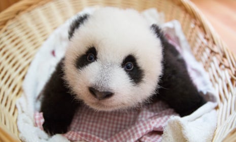 I know panda cubs are the cutest things in the world. But really ...