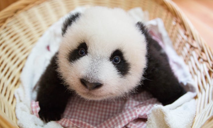 Panda Babies Review Bamboozled By Tummy Tickling Toilet Training And A Two Day Sex Window Television The Guardian Panda Babies Review Bamboozled By Tummy Tickling Toilet Training And A Two Day Sex Window Television The Guardian