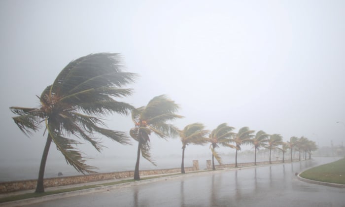 Palm trees sway in Caibarién, Cuba, before Irma arrived.