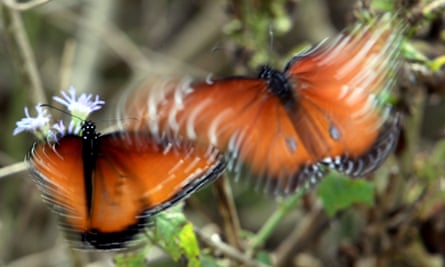 Butterflies flutter as they take nectar from native plants at the center.