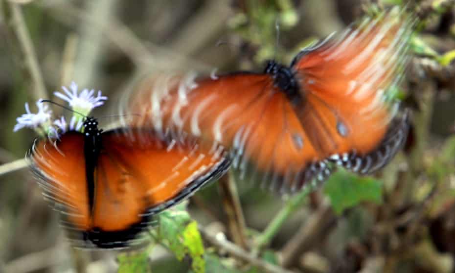 Butterflies flutter together as they are seen taking nectar from native plants at National Butterfly Center on 11 December 2018, in Mission, Texas.