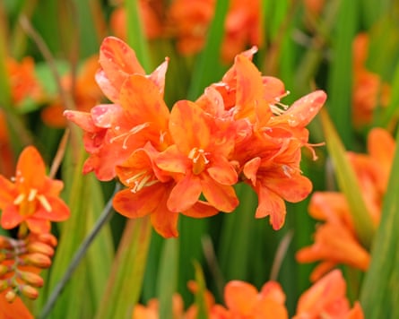 Orange Crocosmia, known as coppertips or falling stars in flower.